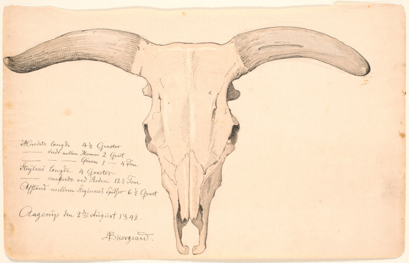 Skull of a cow by PC Skovgaard